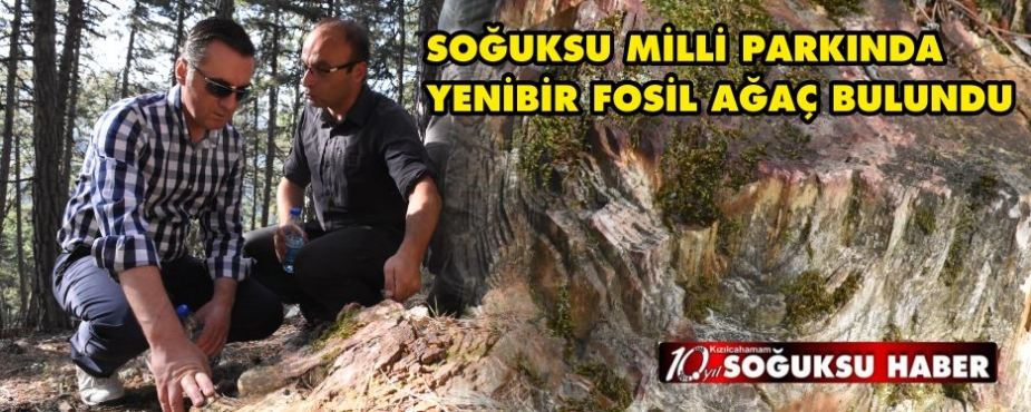  SOĞUKSU MİLLİ PARKINDA YENİ BİR FOSİL AĞAÇ ORTAYA ÇIKTI